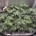Mokum’s Tulip