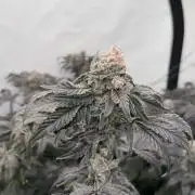 Another one ; 3 strain Run