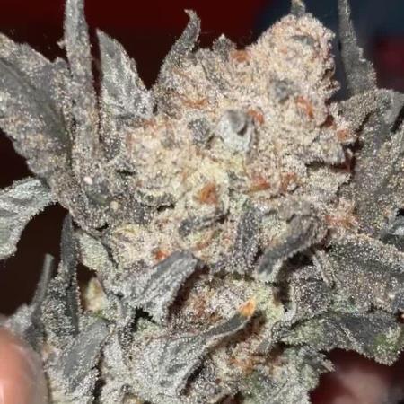 Another one ; 3 strain Run