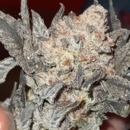 Another one ; 3 strain Run