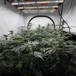 Another one ; 3 strain Run