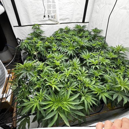 Another one ; 3 strain Run