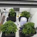 Another one ; 3 strain Run