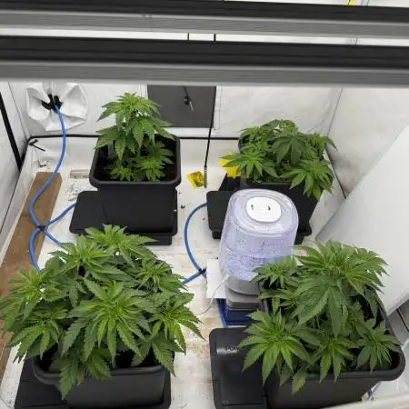 Another one ; 3 strain Run