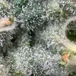 Another one ; 3 strain Run