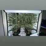 Another one ; 3 strain Run