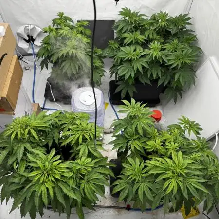 Another one ; 3 strain Run