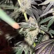 Another one ; 3 strain Run