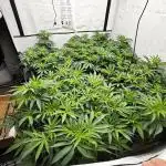 Another one ; 3 strain Run