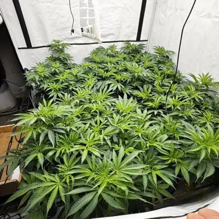 Another one ; 3 strain Run