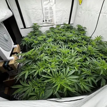 Another one ; 3 strain Run