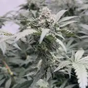 Another one ; 3 strain Run