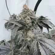 Another one ; 3 strain Run