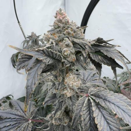 Another one ; 3 strain Run