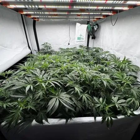 Another one ; 3 strain Run