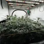 Another one ; 3 strain Run