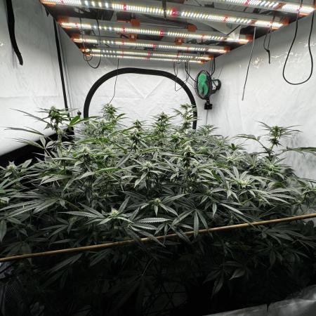 Another one ; 3 strain Run