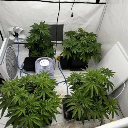 Another one ; 3 strain Run