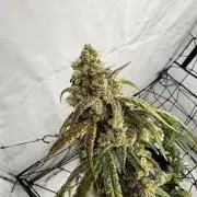 Another one ; 3 strain Run