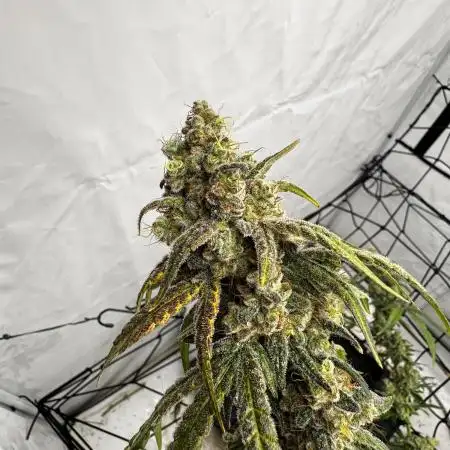 Another one ; 3 strain Run