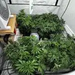 Another one ; 3 strain Run
