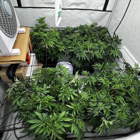 Another one ; 3 strain Run