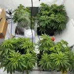 Another one ; 3 strain Run