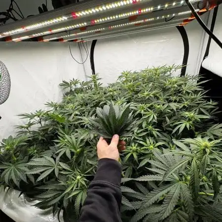 Another one ; 3 strain Run