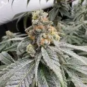 Another one ; 3 strain Run