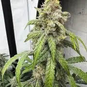 Another one ; 3 strain Run