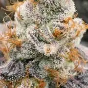 Another one ; 3 strain Run