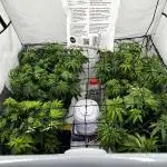 Another one ; 3 strain Run