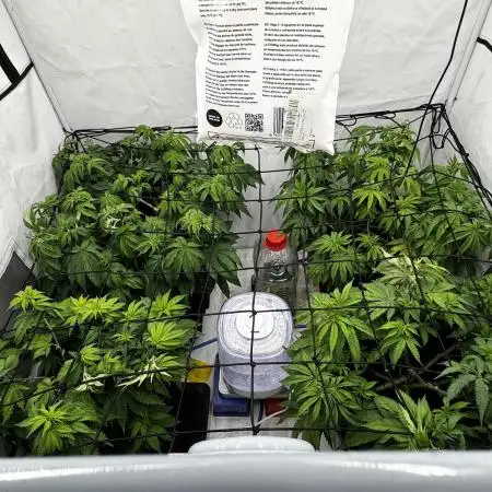 Another one ; 3 strain Run
