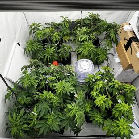 Another one ; 3 strain Run