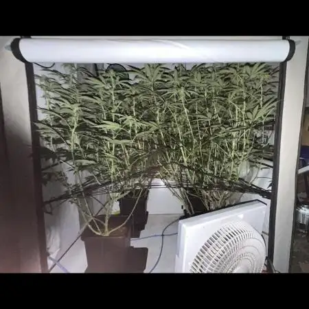 Another one ; 3 strain Run