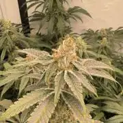 Another one ; 3 strain Run