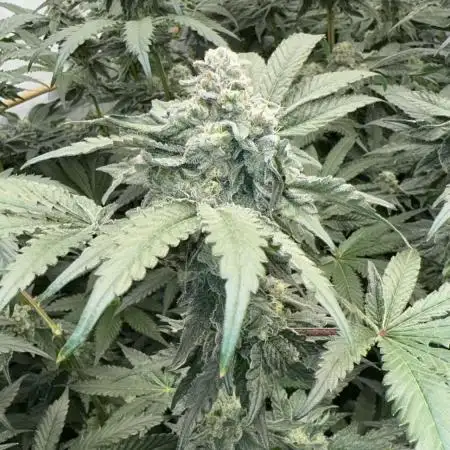 Another one ; 3 strain Run