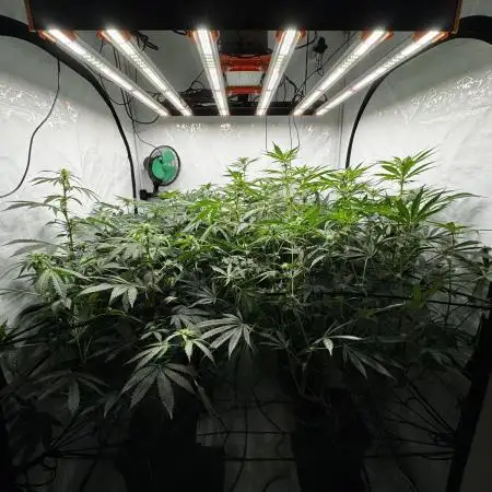 Another one ; 3 strain Run