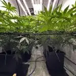 Another one ; 3 strain Run