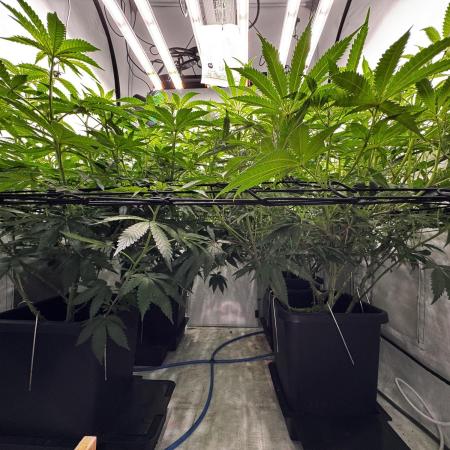 Another one ; 3 strain Run