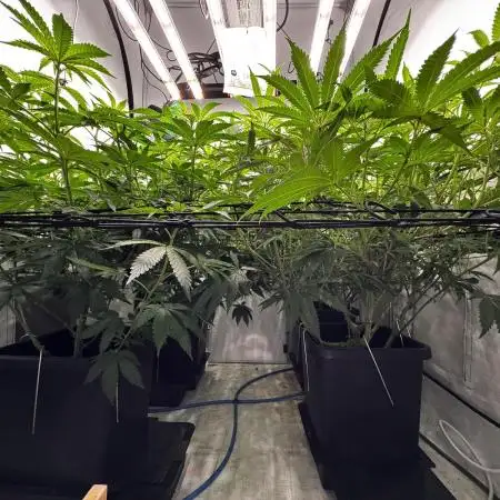Another one ; 3 strain Run