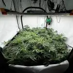 Another one ; 3 strain Run