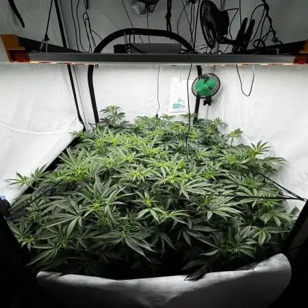 Another one ; 3 strain Run