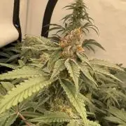 Another one ; 3 strain Run