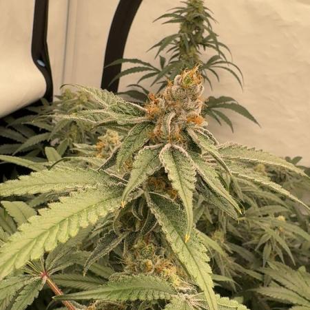 Another one ; 3 strain Run