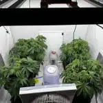 Another one ; 3 strain Run