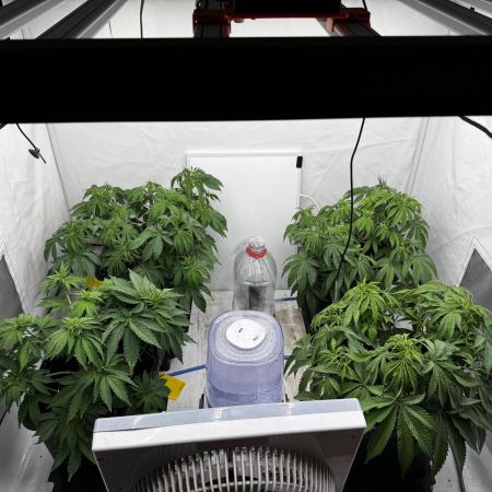 Another one ; 3 strain Run