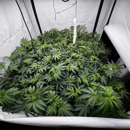 Another one ; 3 strain Run