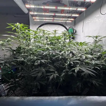 Another one ; 3 strain Run