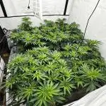 Another one ; 3 strain Run